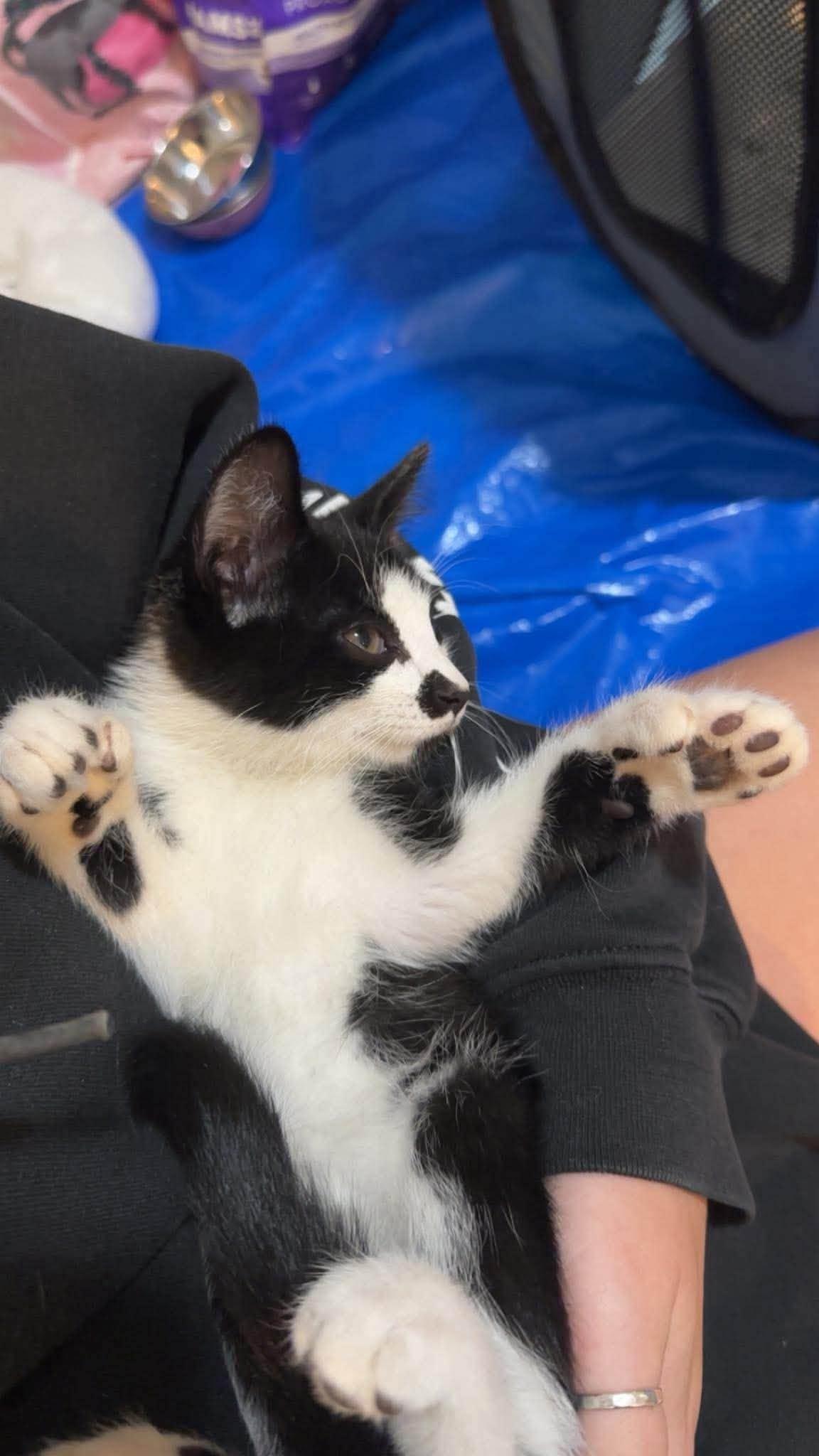Enlarge Jasper - Kitten, a Adoptable Domestic Short Hair in Enfield, CT image 3/3