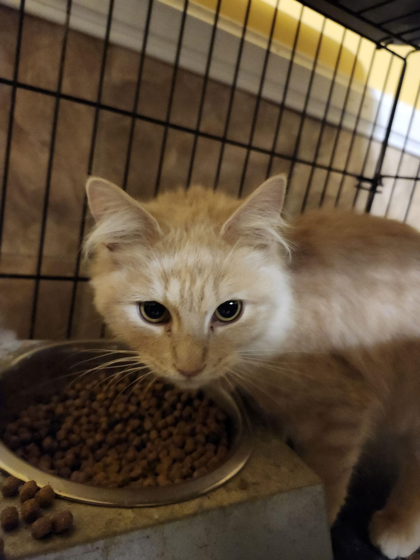 Mandarin, Adopted, Young Female Domestic Medium Hair.