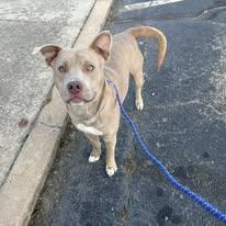 Enlarge Benny, a Adoptable mixed breed in Broken Arrow, OK image 1/3