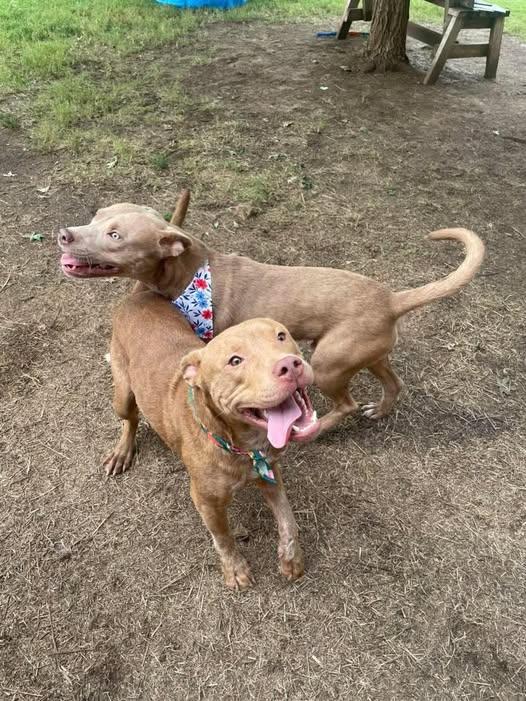 Enlarge Benny, a Adoptable mixed breed in Broken Arrow, OK image 2/3