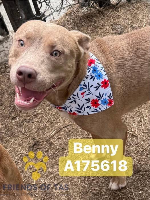 Enlarge Benny, a Adoptable mixed breed in Broken Arrow, OK image 3/3