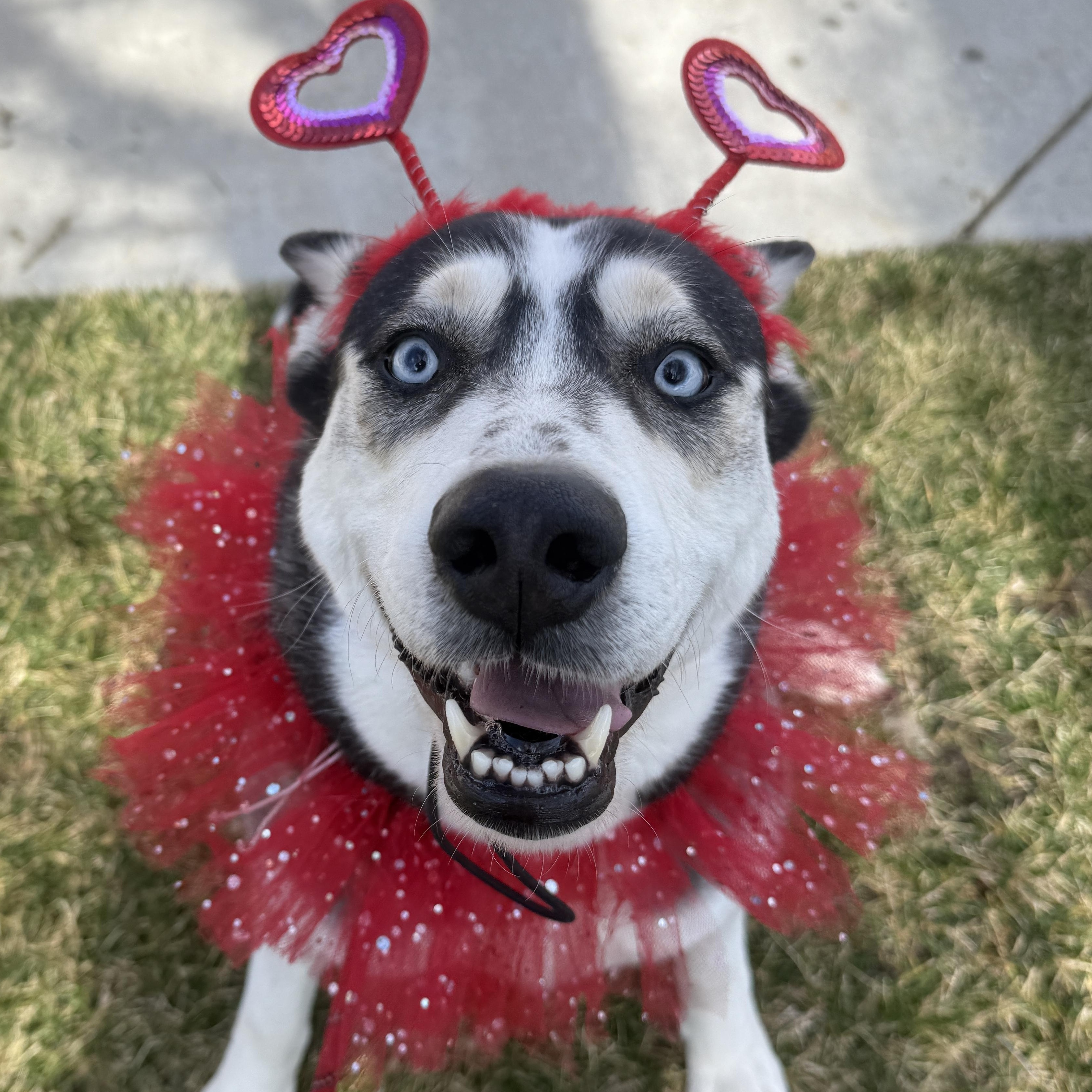 Silly Bella photo 2