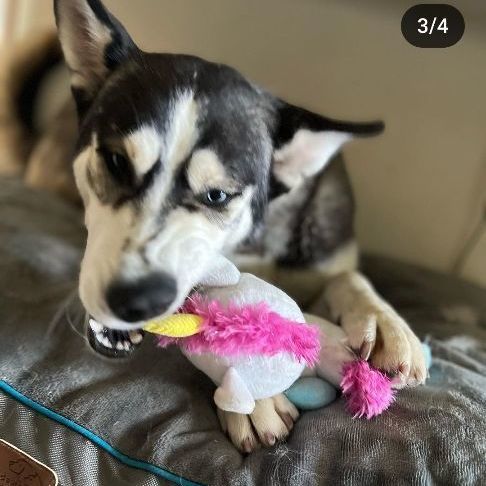 Silly Bella, a Adopted Husky in Palmdale, CA image 4/6