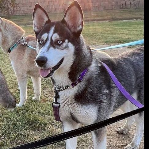 Silly Bella, a Adopted Husky in Palmdale, CA image 5/6