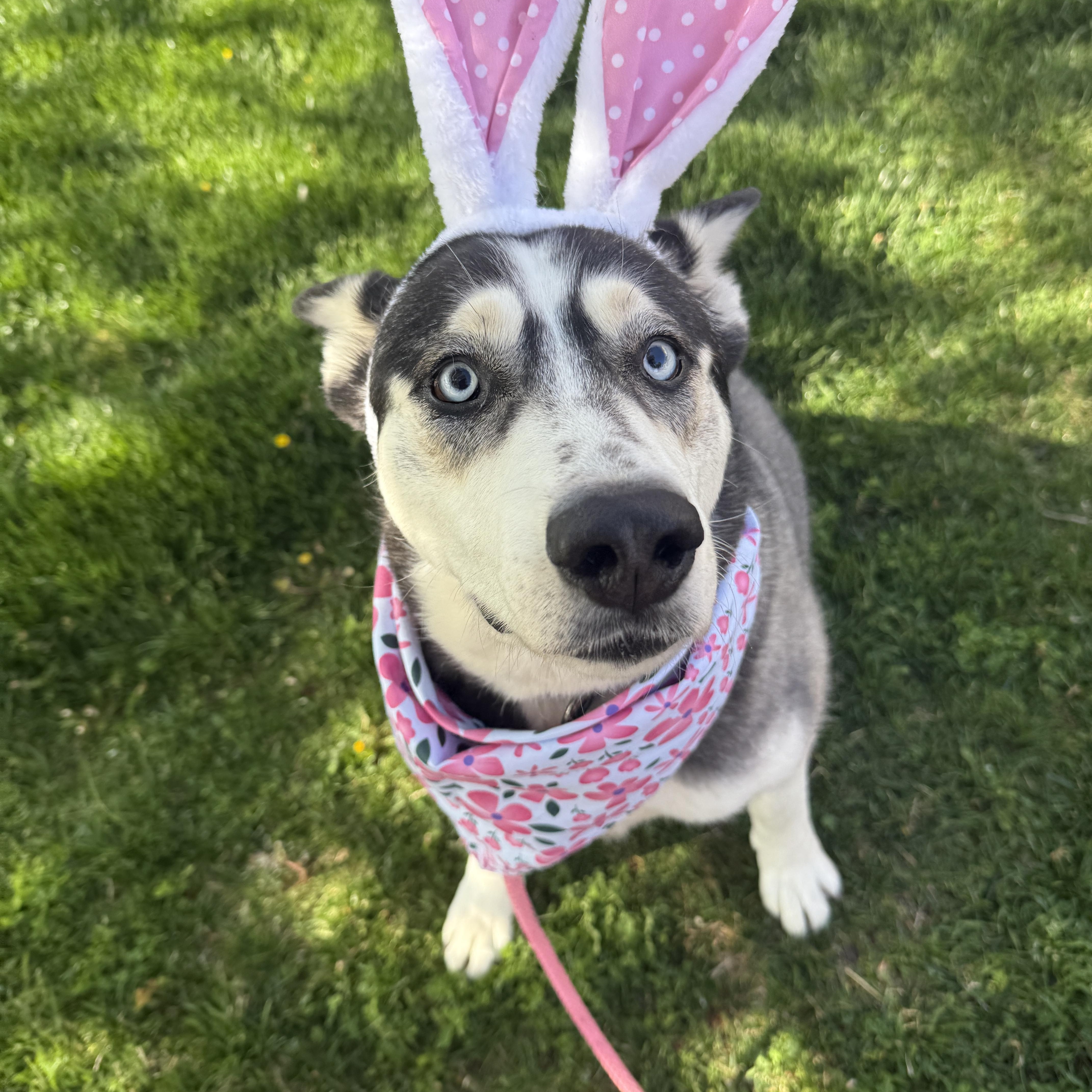 Silly Bella, a Adopted Husky in Palmdale, CA image 2/6