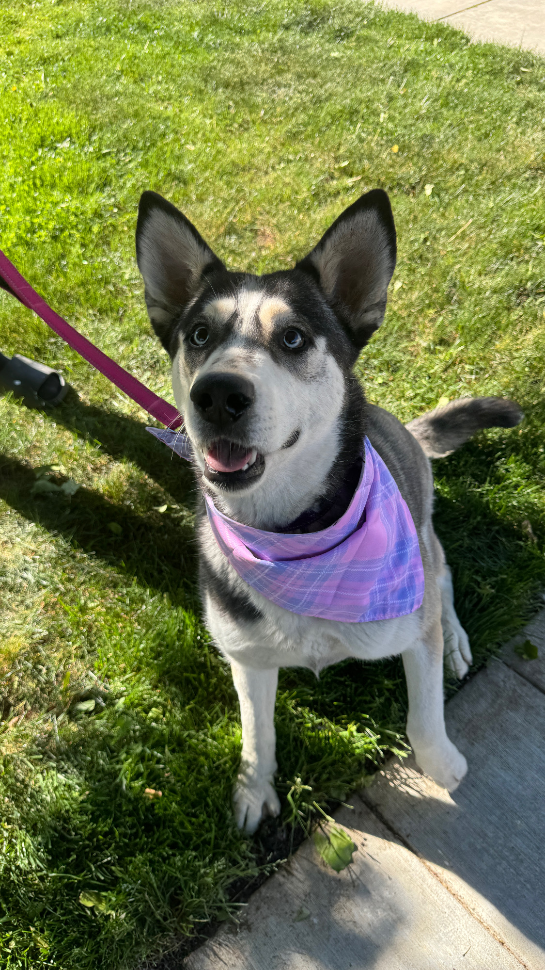Silly Bella, a Adopted Husky in Palmdale, CA image 6/6