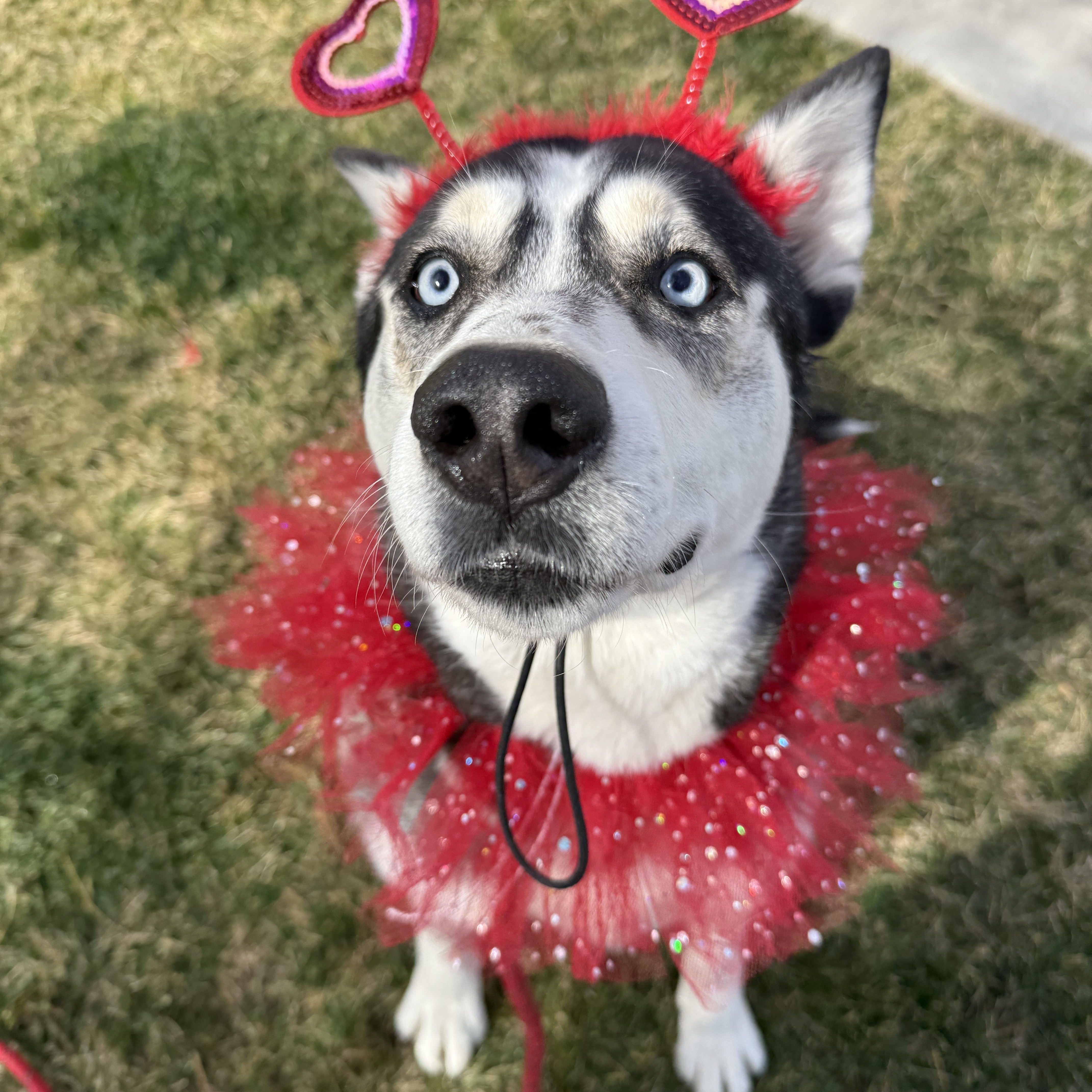 Silly Bella, a Adopted Husky in Palmdale, CA image 3/6