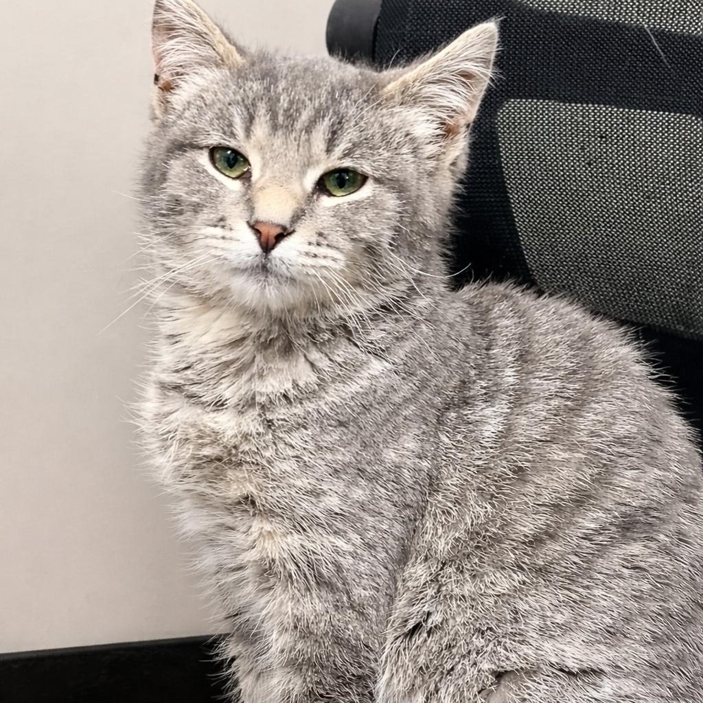 Kai, adopted, Young Female Domestic Short Hair.
