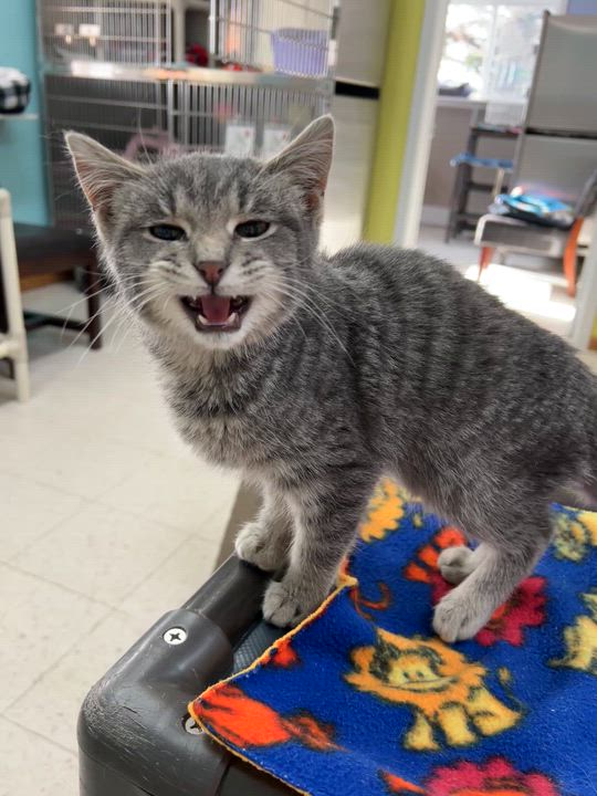 Enlarge Kai, an adopted Domestic Short Hair in Jamestown, ND video 2/2