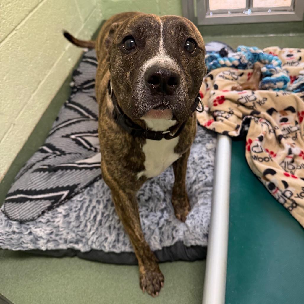 Belle, Adoptable, Adult Female Mixed Breed.