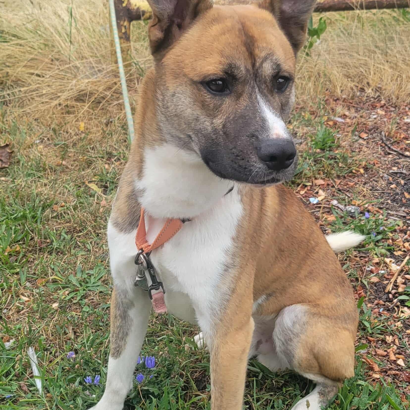 Tucker: Foster-to-Adopt Available, an adoptable Shepherd, Spitz in Rochester, NY, 14609 | Photo Image 1