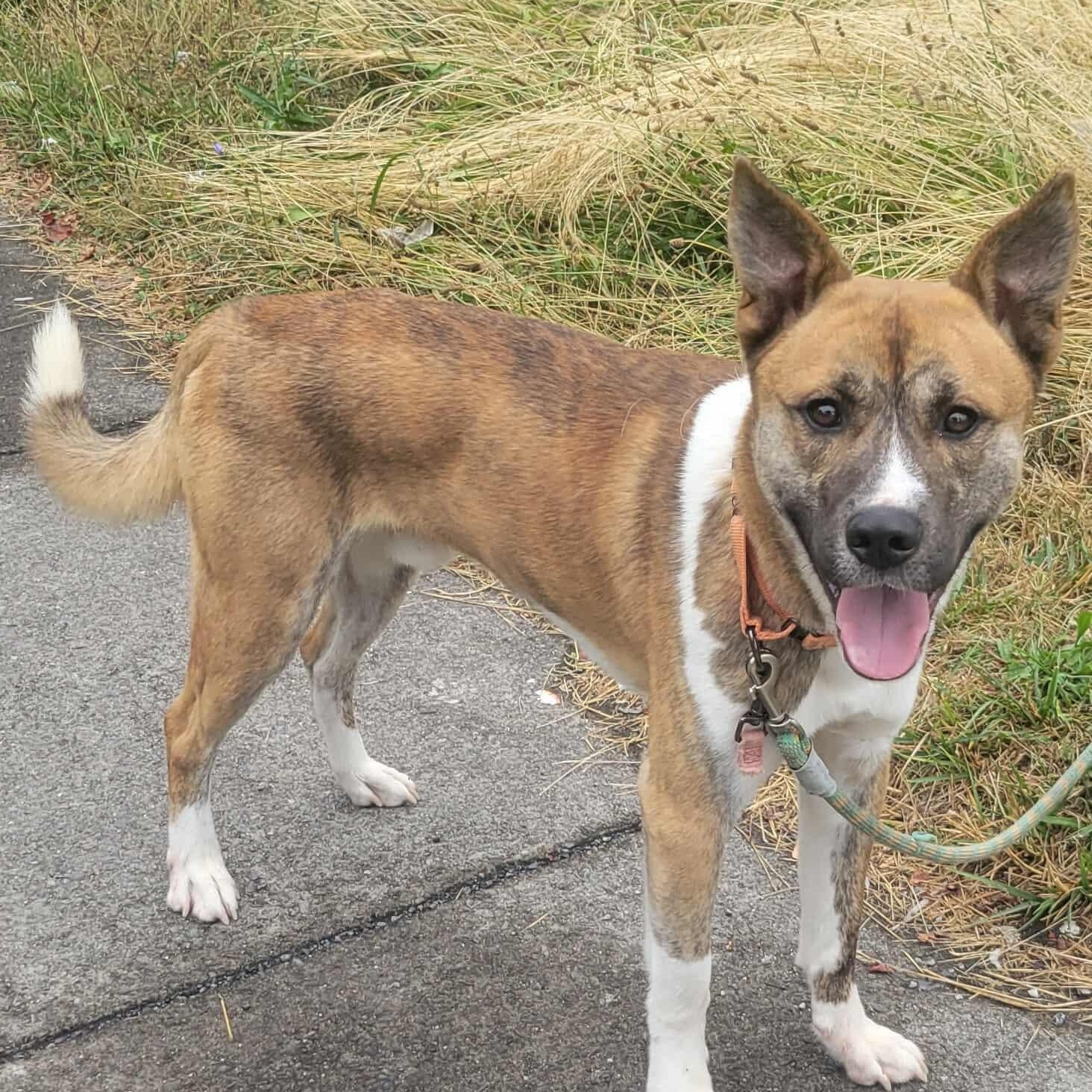 Tucker: Foster-to-Adopt Available, an adoptable Shepherd, Spitz in Rochester, NY, 14609 | Photo Image 2