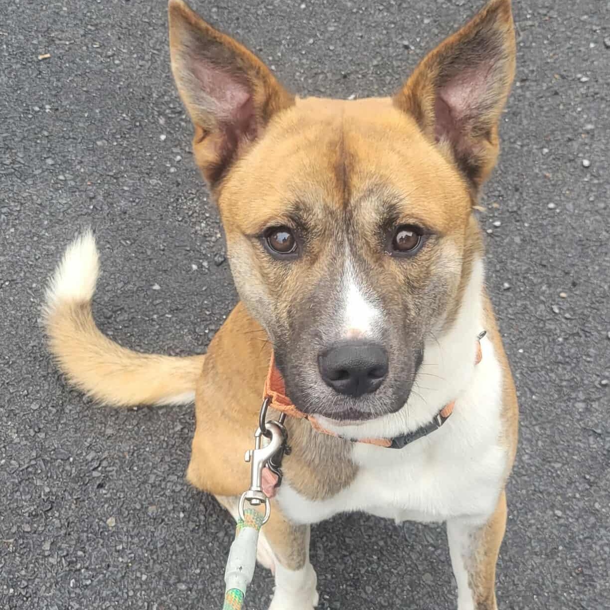 Tucker: Foster-to-Adopt Available, an adoptable Shepherd, Spitz in Rochester, NY, 14609 | Photo Image 4
