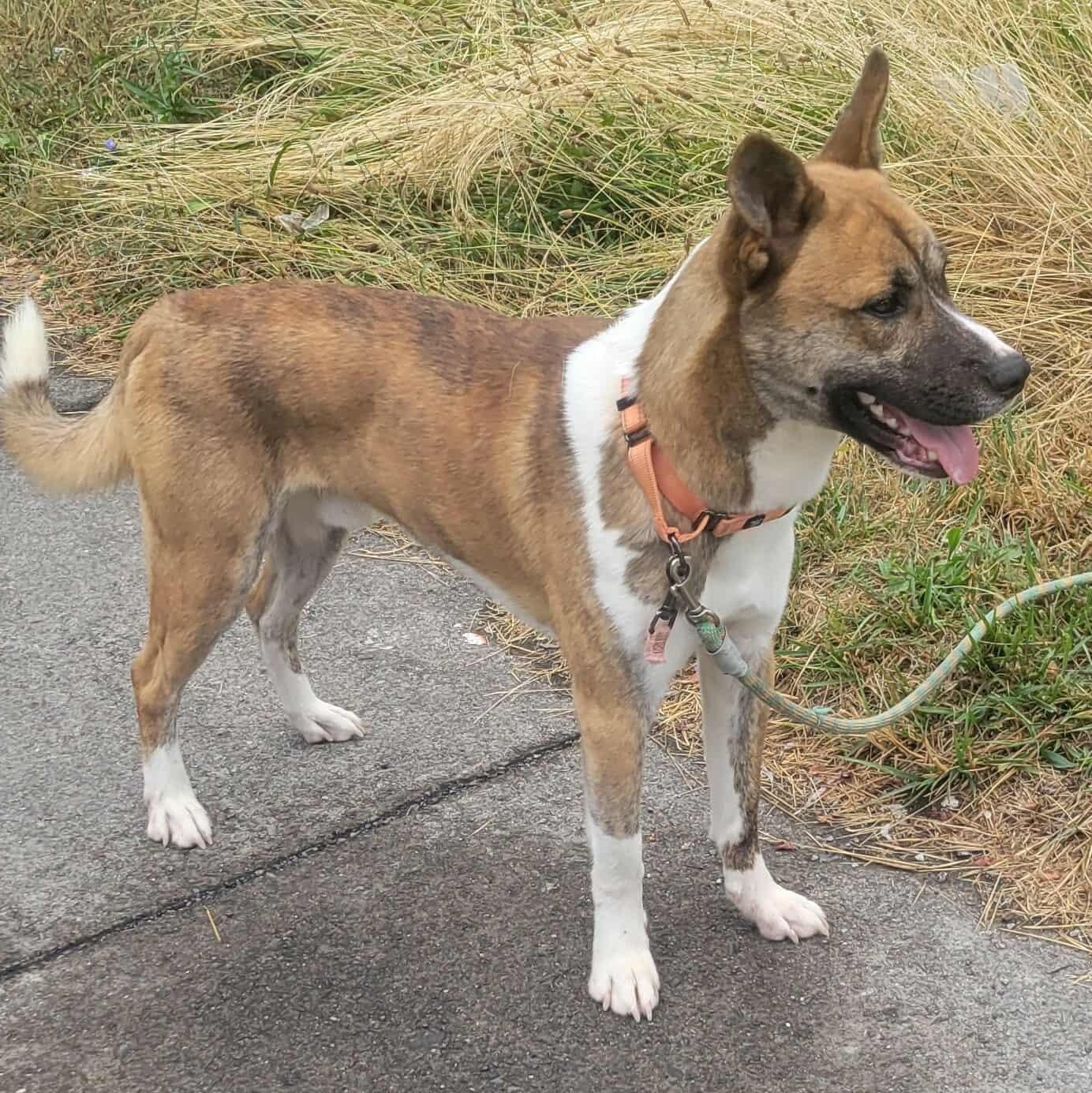 Tucker: Foster-to-Adopt Available, an adoptable Shepherd, Spitz in Rochester, NY, 14609 | Photo Image 6