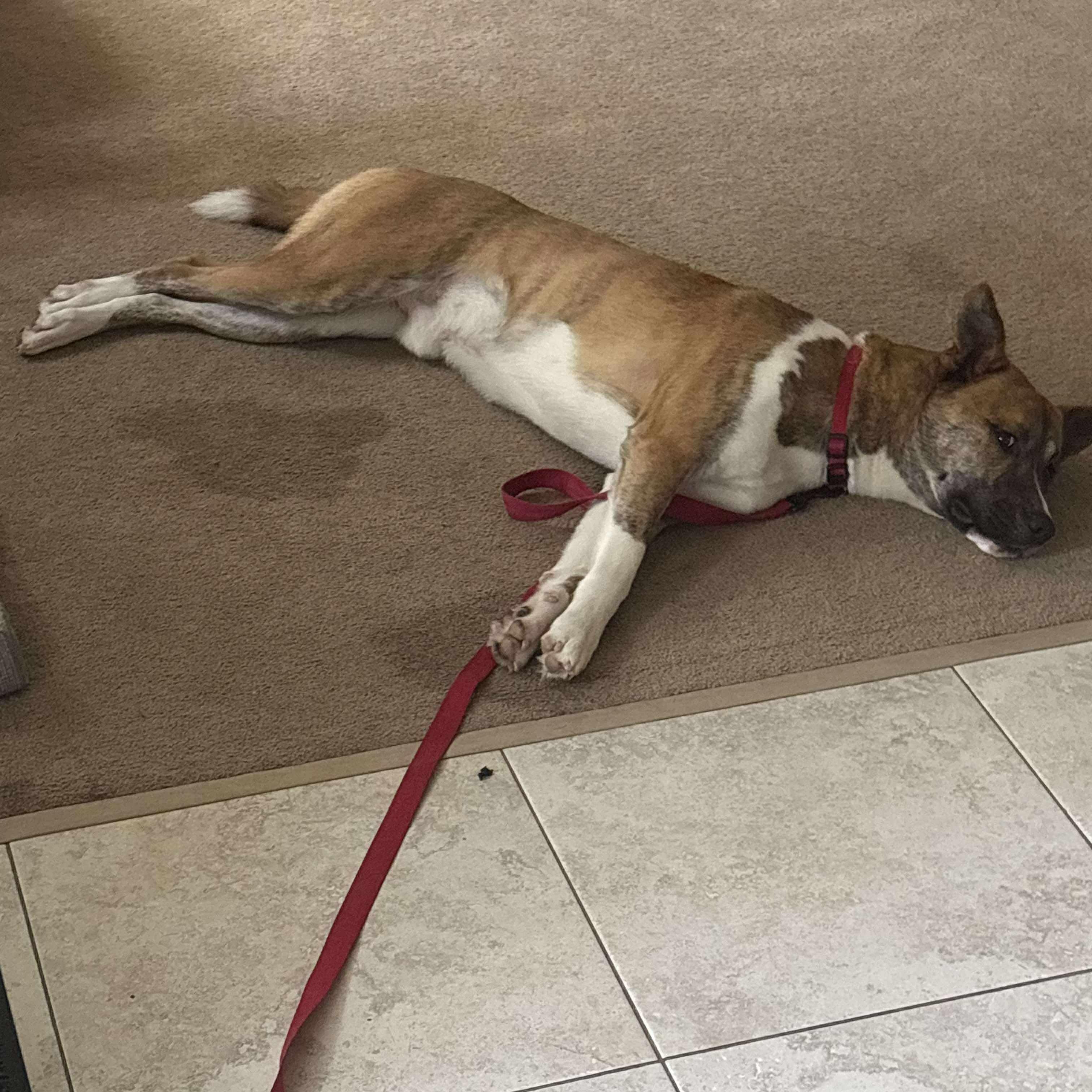 Tucker: Foster-to-Adopt Available, an adoptable Shepherd, Spitz in Rochester, NY, 14609 | Photo Image 5