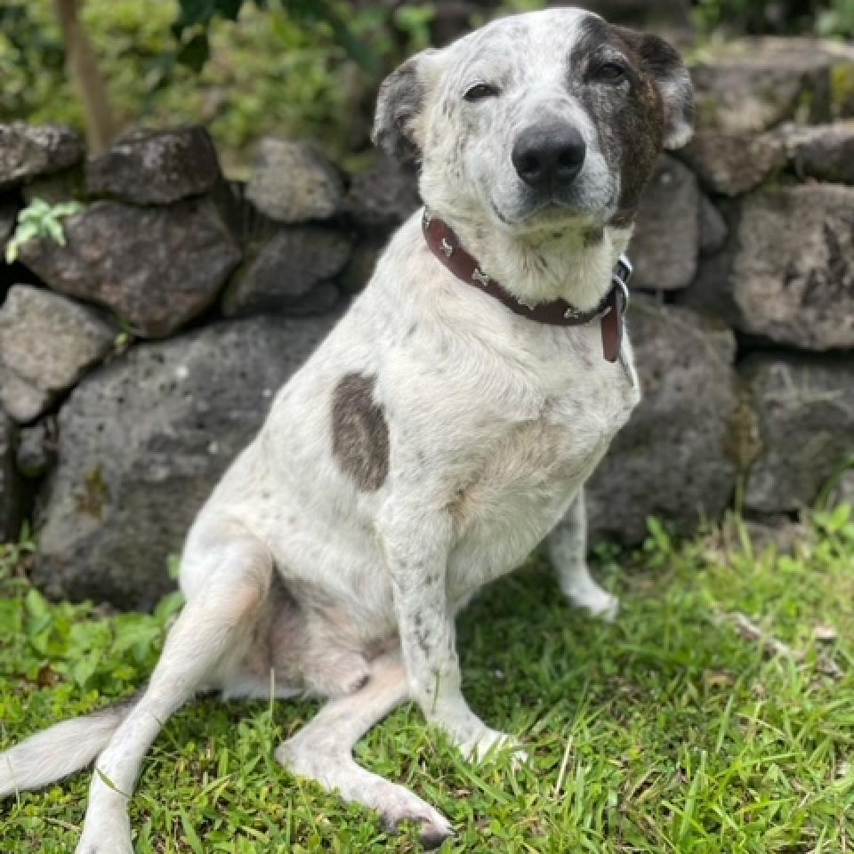 Musubi (In Senior Hospice care), Adoptable, Senior Male Australian Cattle Dog / Blue Heeler.