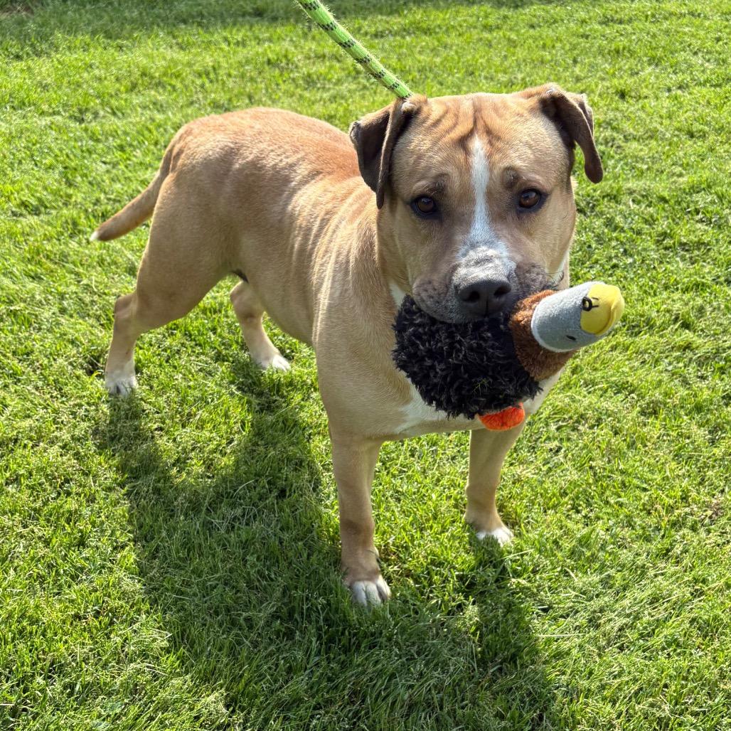 Jose, Adoptable, Adult Male Labrador Retriever.
