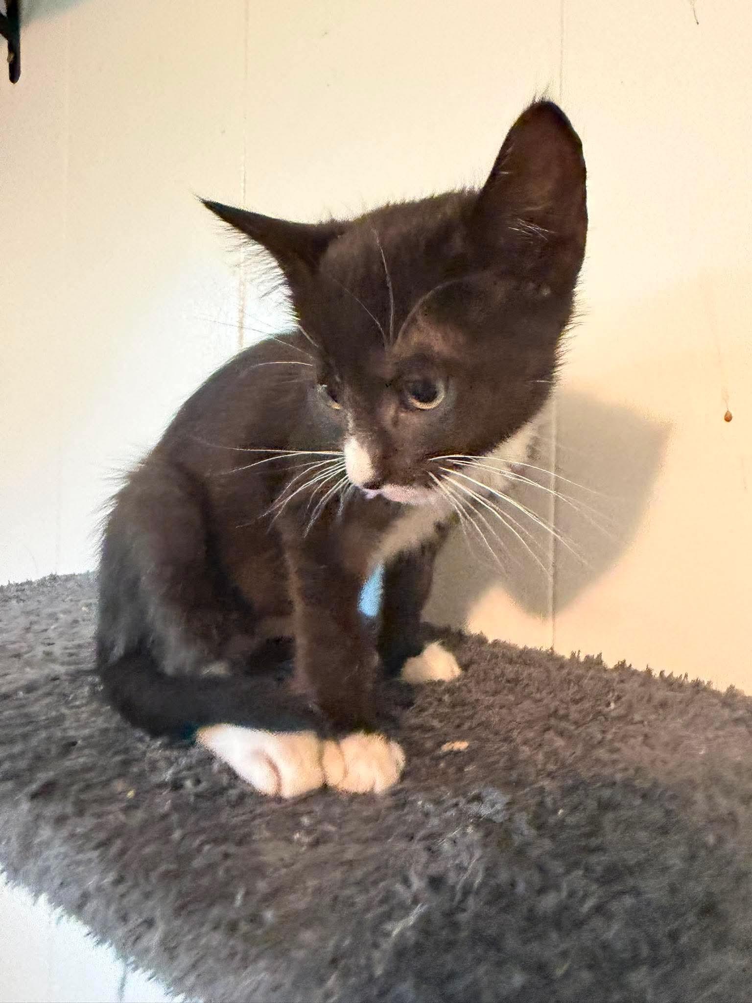 Lark, Adoptable, Kitten Female Domestic Short Hair.