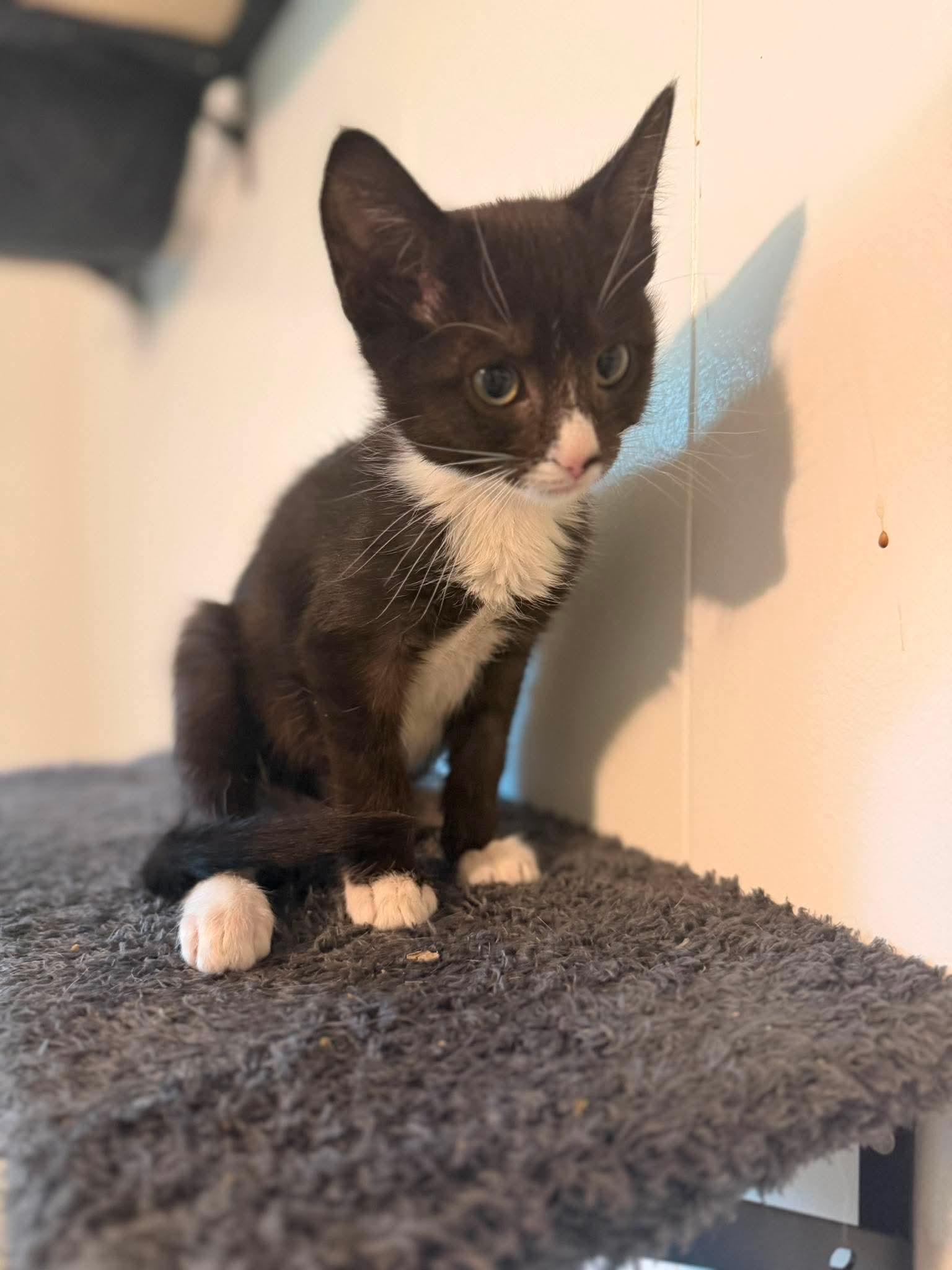 Enlarge Lark, a Adoptable Domestic Short Hair in Mount Pleasant, SC image 3/3