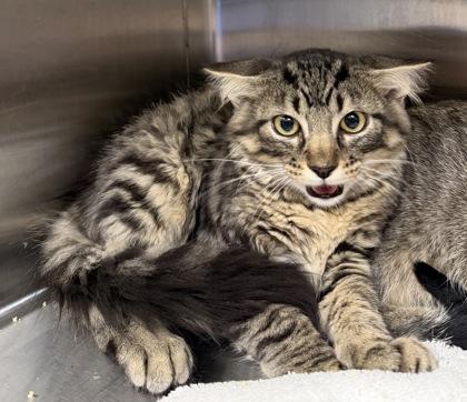 Geode, ADOPTABLE, Kitten Male Domestic Medium Hair.