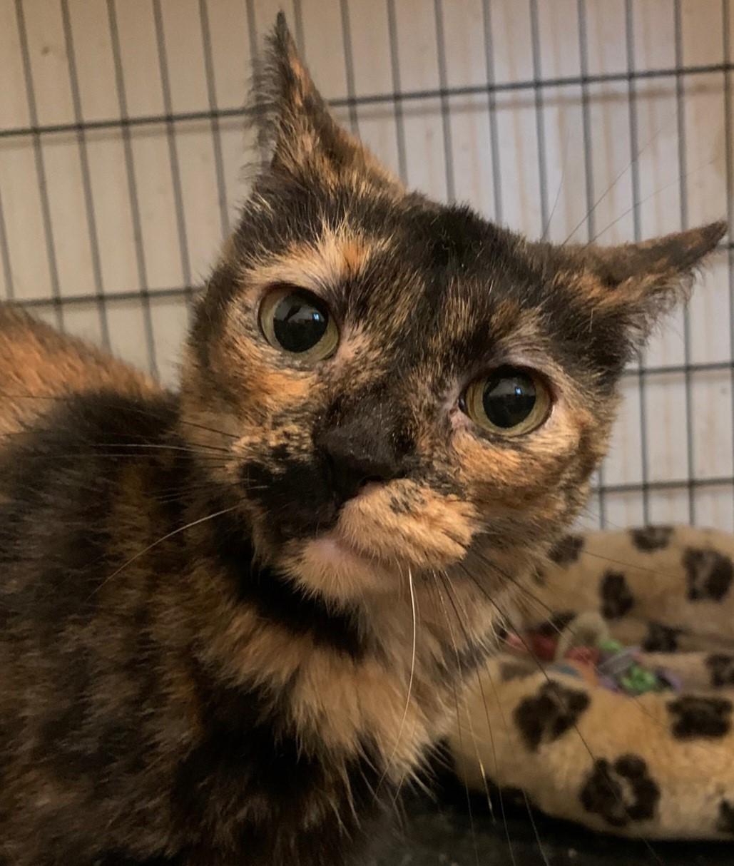 Mimi, Adopted, Adult Female Domestic Short Hair.