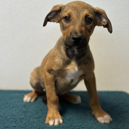 Patrick, a ADOPTABLE mixed breed in Red Bluff, CA image 3/3