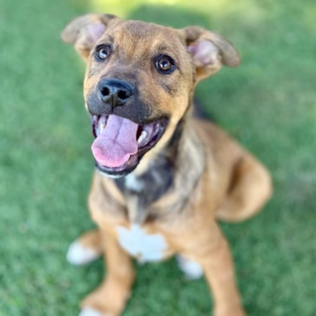 Patrick, ADOPTABLE, Puppy Male Pit Bull Terrier.