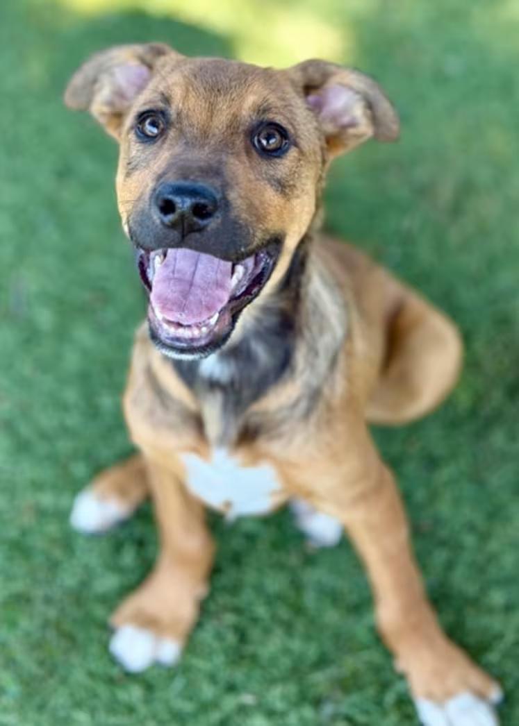 Patrick, a ADOPTABLE mixed breed in Red Bluff, CA image 2/3