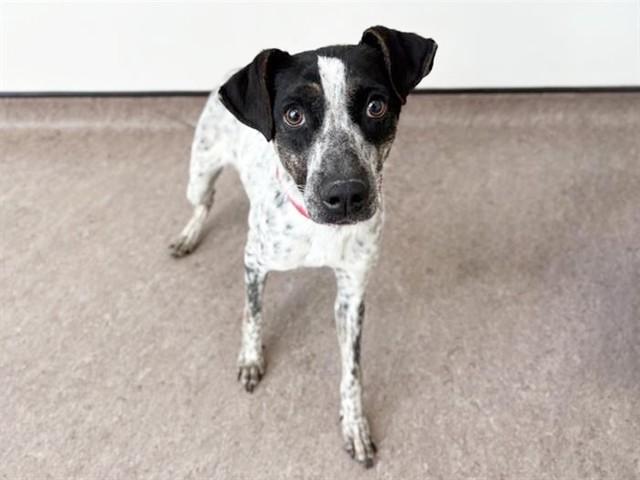 BUBBLEGUM, Adoptable, Adult Female Terrier.