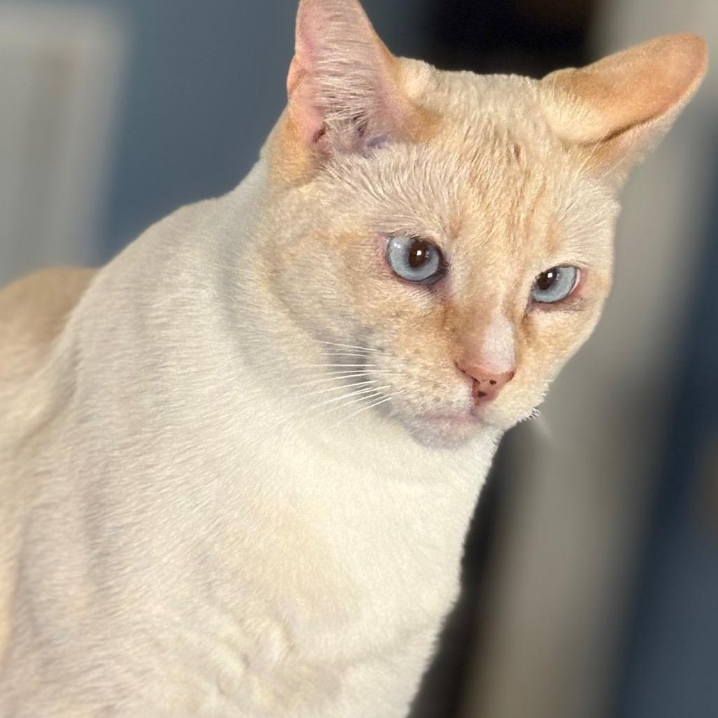 Coconut, Adoptable, Adult Male Siamese.