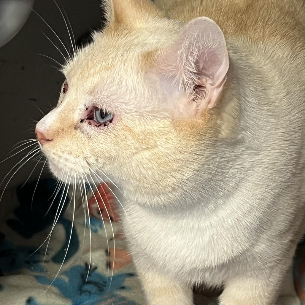 Enlarge Coconut, a Adoptable Siamese in ATOKA, TN image 2/4