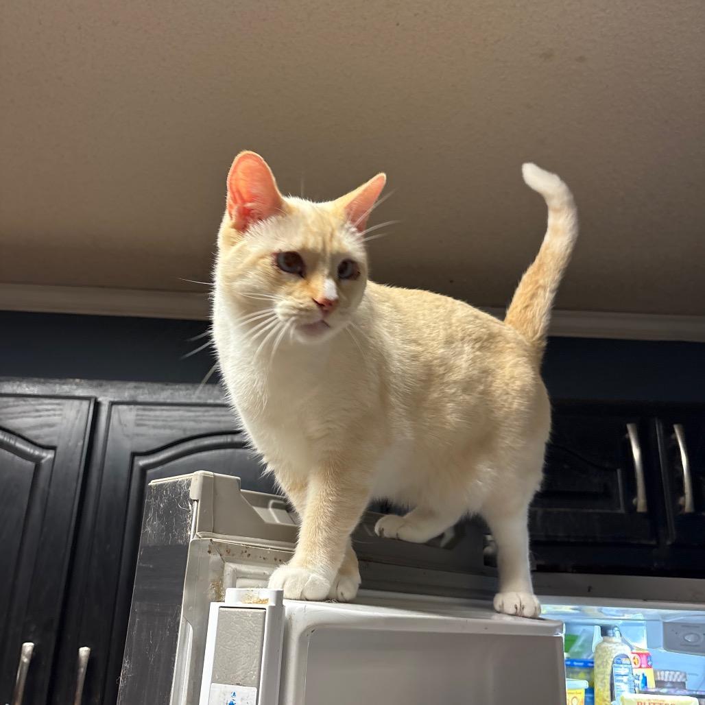 Enlarge Coconut, a Adoptable Siamese in ATOKA, TN image 3/4