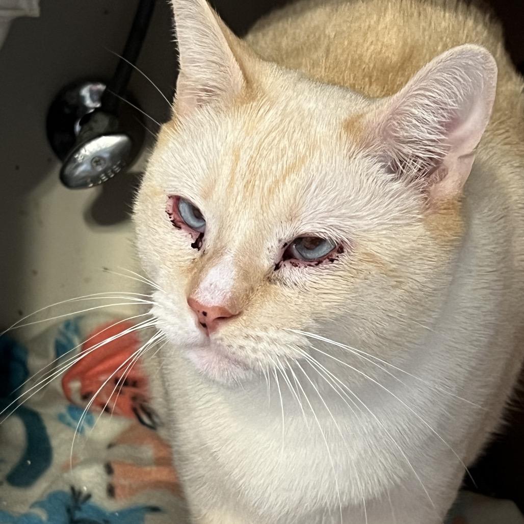 Enlarge Coconut, a Adoptable Siamese in ATOKA, TN image 4/4