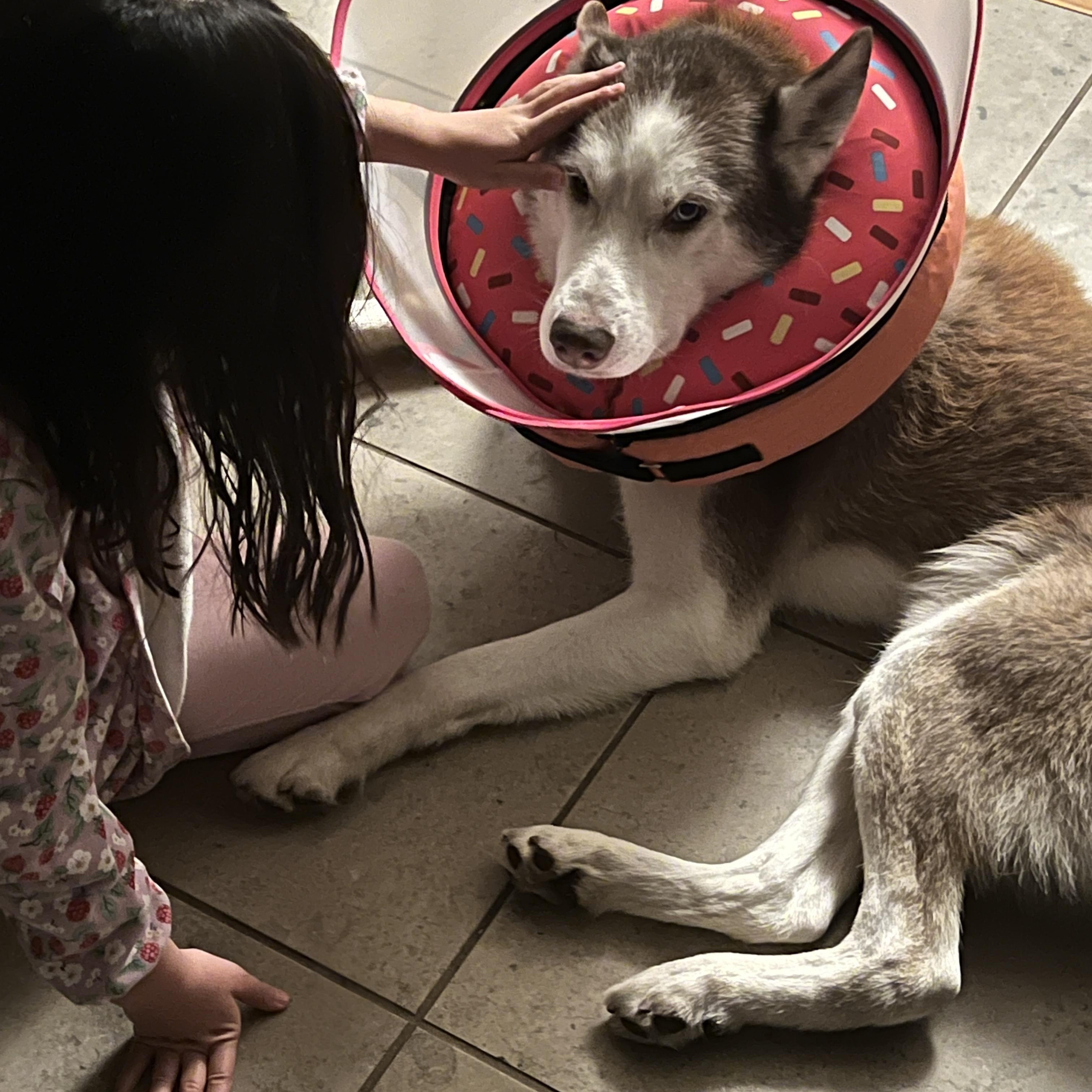 Enlarge Simon, a ADOPTABLE Husky in San Francisco, CA image 4/5