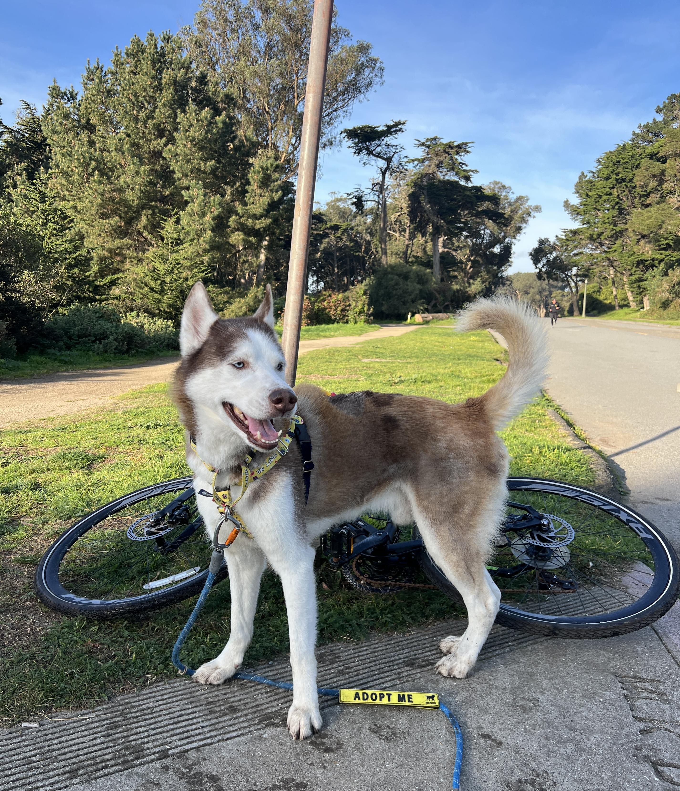 Enlarge Simon, a ADOPTABLE Husky in San Francisco, CA image 2/5