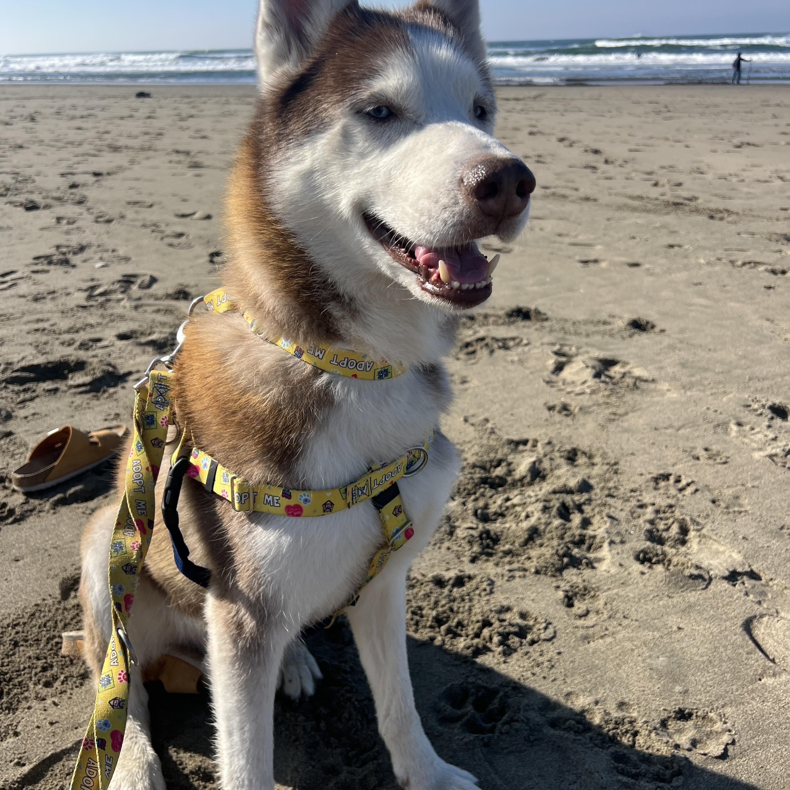 Enlarge Simon, a ADOPTABLE Husky in San Francisco, CA image 1/5