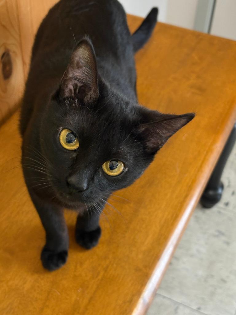 Thursday ICC-232-25, a Adoptable mixed breed in Coupeville, WA image 1/6