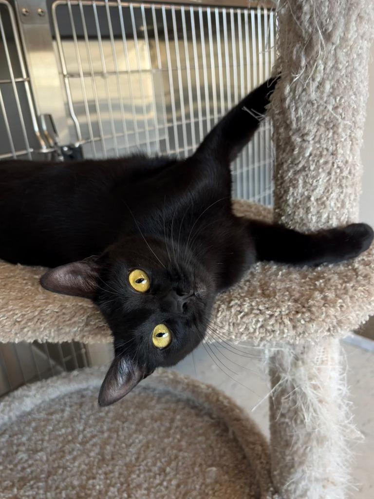Thursday ICC-232-25, a Adoptable mixed breed in Coupeville, WA image 2/6
