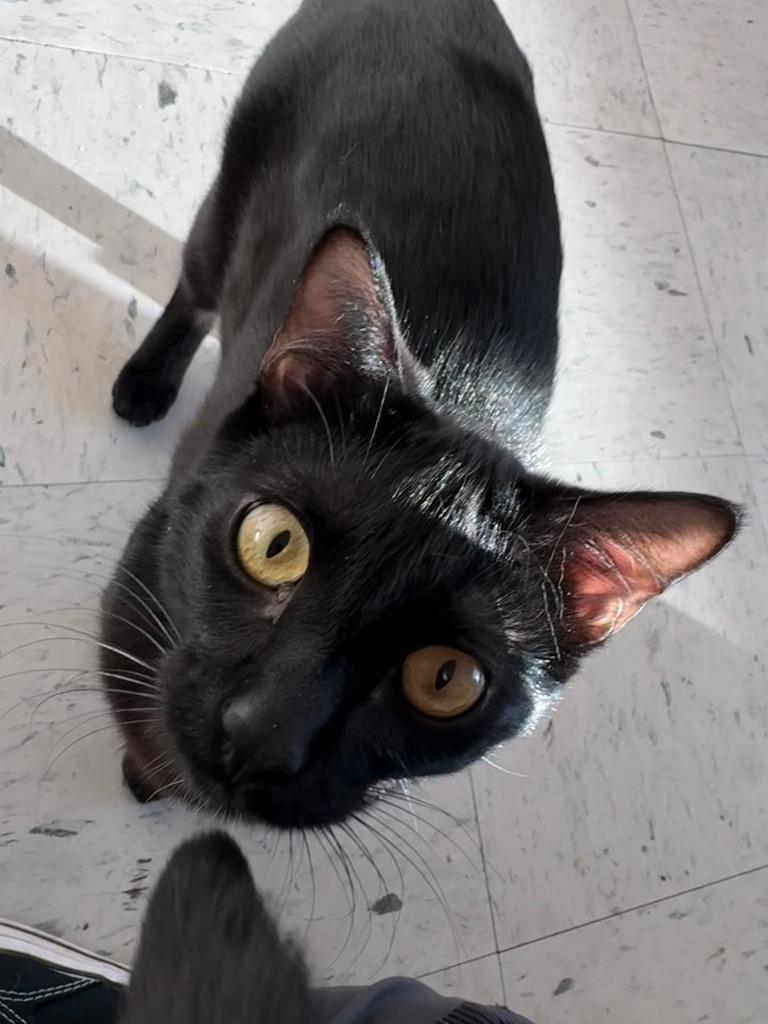 Thursday ICC-232-25, a Adoptable mixed breed in Coupeville, WA image 2/6