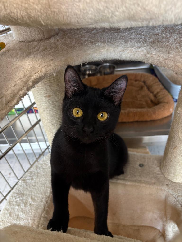 Thursday ICC-232-25, Adoptable, Young Female Domestic Short Hair.