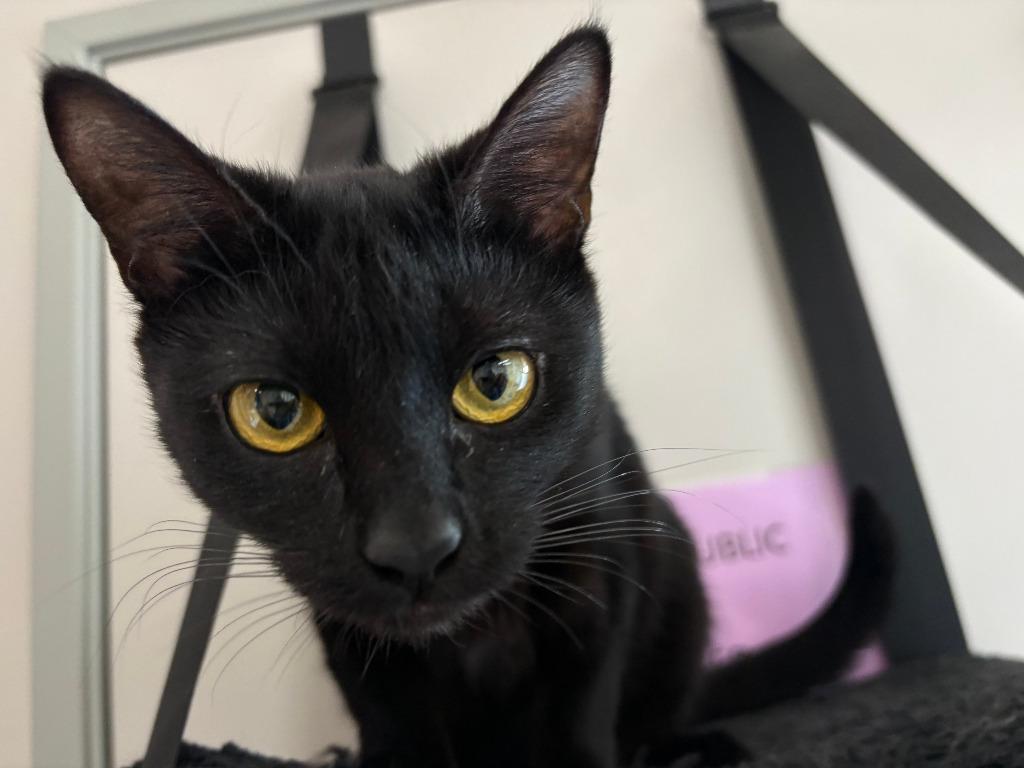 Thursday ICC-232-25, a Adoptable mixed breed in Coupeville, WA image 4/6