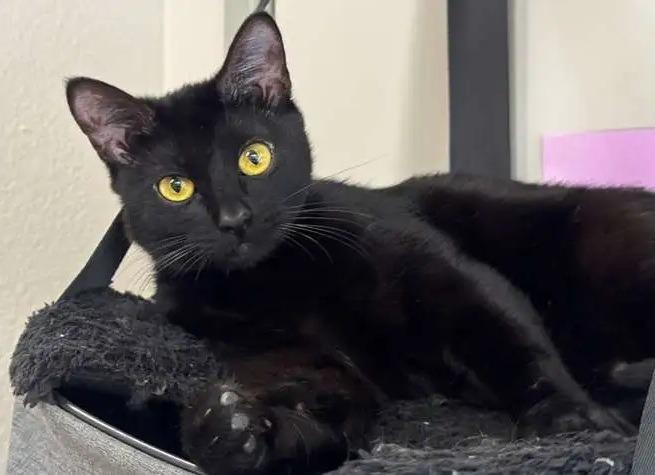 Thursday ICC-232-25, a Adoptable mixed breed in Coupeville, WA image 5/6