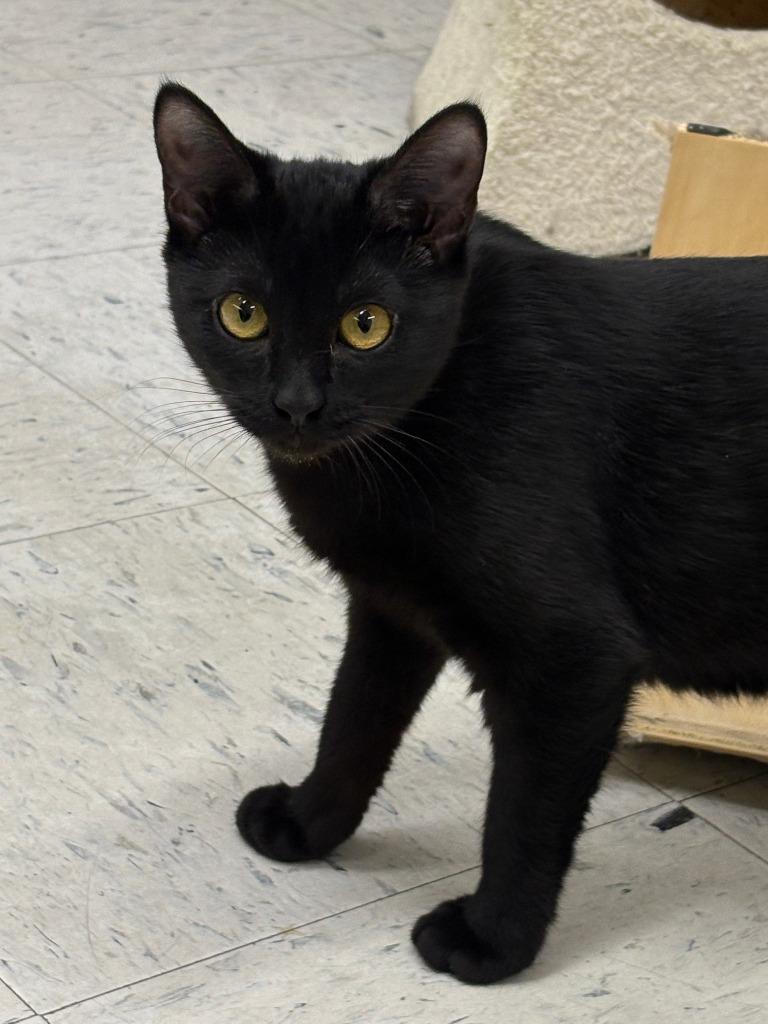 Thursday ICC-232-25, a Adoptable mixed breed in Coupeville, WA image 6/6