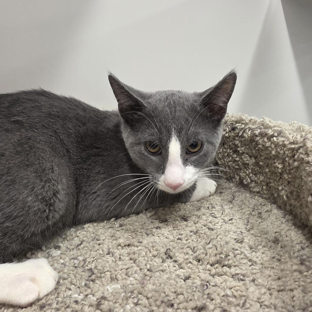 Tubby, Adoptable, Kitten Male Domestic Short Hair.