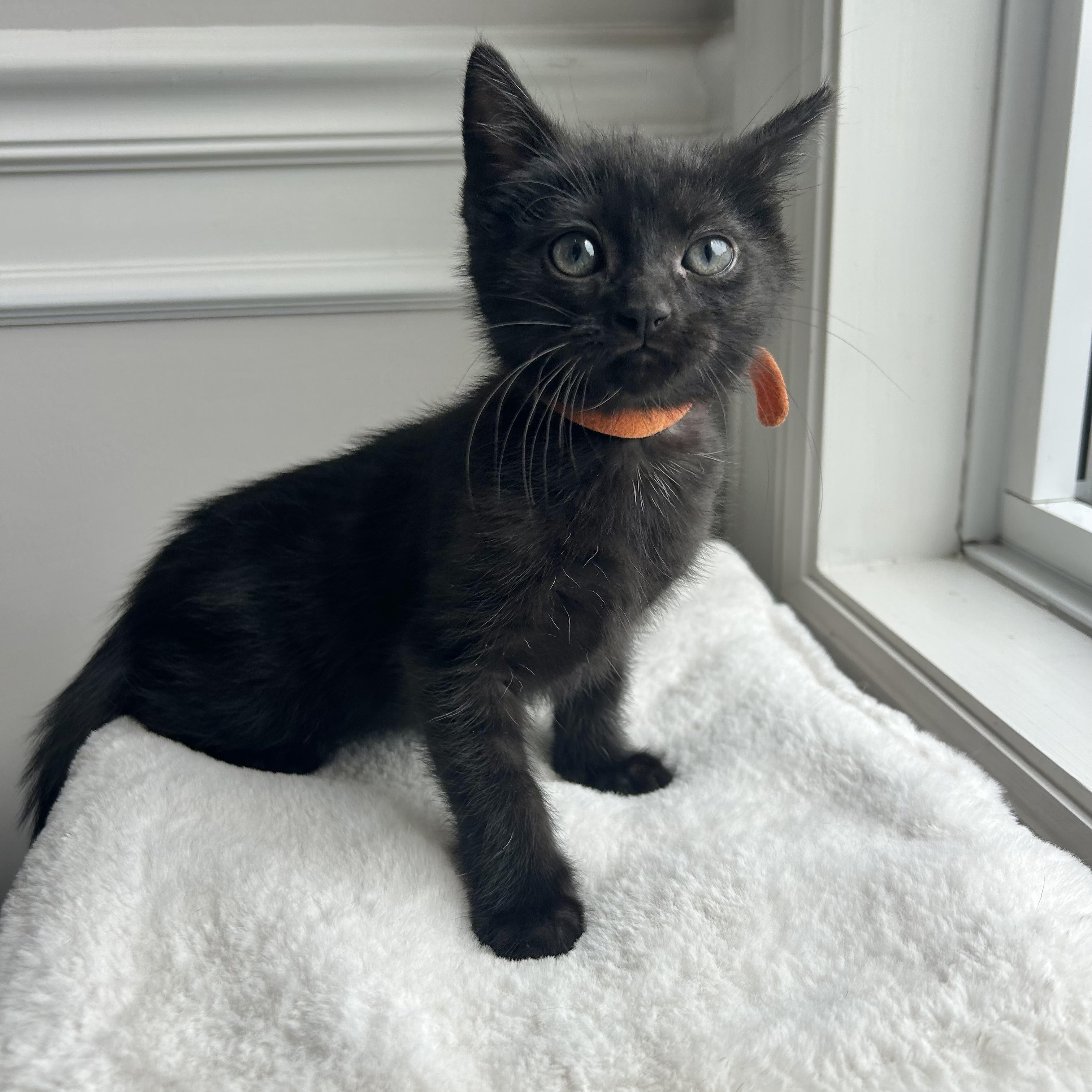 Floyd, adopted, Kitten Male Domestic Short Hair.