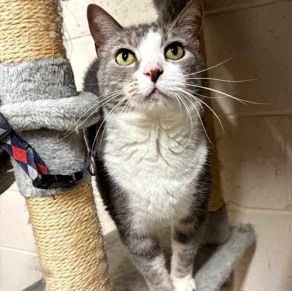 Enlarge Duck, a ADOPTABLE Domestic Short Hair in St. Marys, WV image 3/6