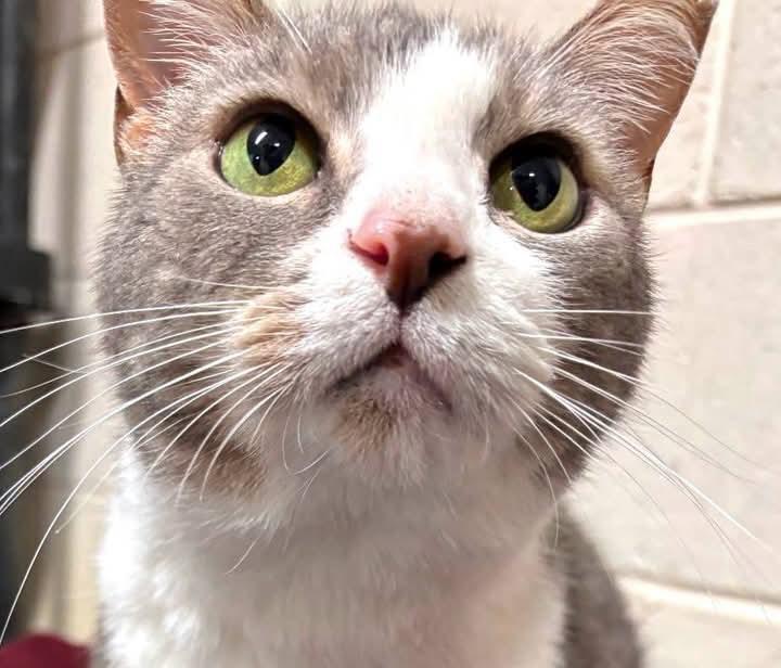 Enlarge Duck, a ADOPTABLE Domestic Short Hair in St. Marys, WV image 4/6