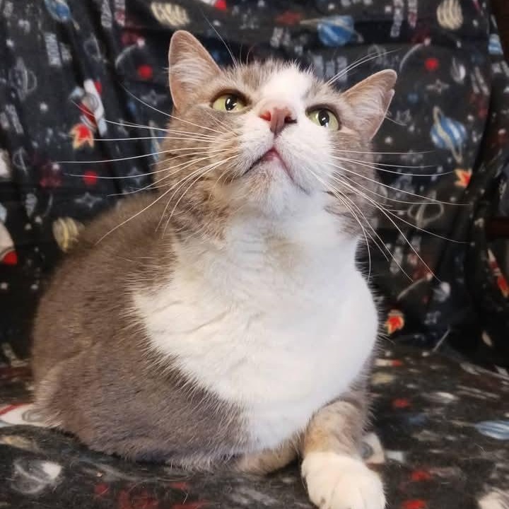 Enlarge Duck, a ADOPTABLE Domestic Short Hair in St. Marys, WV image 5/6