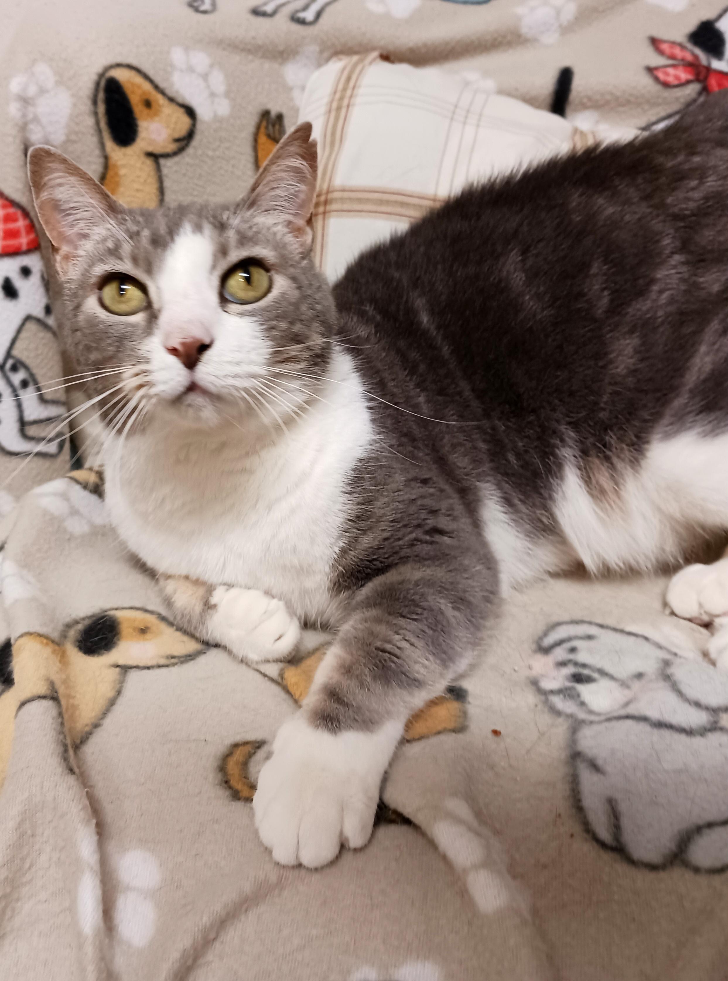 Enlarge Duck, a ADOPTABLE Domestic Short Hair in St. Marys, WV image 2/6