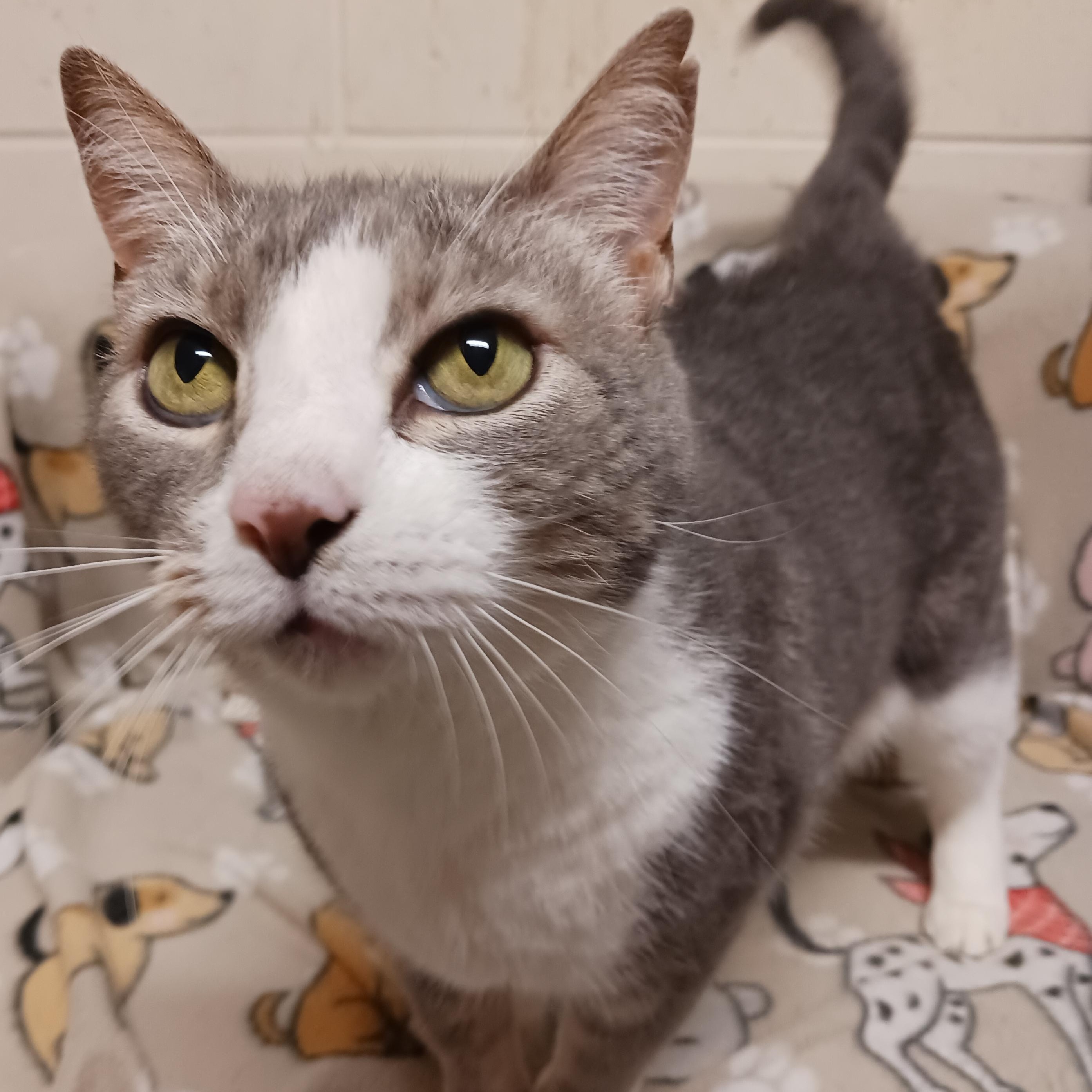Duck, ADOPTABLE, Senior Male Domestic Short Hair.